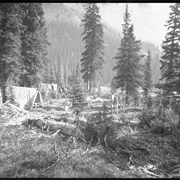Cover image of Camp at Lake O'Hara, porcupine (No.65)
