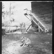 Cover image of Banff, coyote