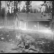 Cover image of Banff, prairie wolf