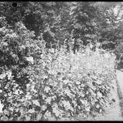 Cover image of Hollyhocks in garden 1912