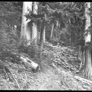Cover image of In the Forest, Glacier B.C. 1899 / Vaux