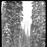 Cover image of Lake Louise road, 1902