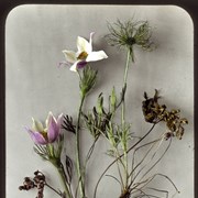 Cover image of Anemone des prairies / Mary M. Vaux