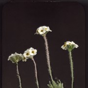 Cover image of Androsace carinata