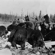 Cover image of [Black bears at dump, Lake Louise?]