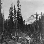 Cover image of [Packing participants into first ACC camp at Summit (Yoho) Lake]