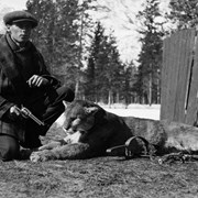 Cover image of Harold Fuller and cougar he shot at Government Stables, Banff