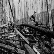 Cover image of Clearing downed timber on the Pine River, Fay Trip from Jasper to Hudson's Hope, 1914
