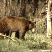 Cover image of Wildlife, Banff National Park