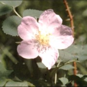 Cover image of Mountain Flowers