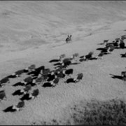 Cover image of Cattle Drive, Southern Alberta Cross Ranch