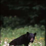 Cover image of Bears, Pine Martens, Skunks and Badgers