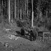 Cover image of Bears . -- [ca. 1950]