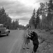 Cover image of Bear & Gal with Bear . -- [ca. 1950]