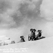 Cover image of Big Horn Sheep in snow