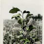 Cover image of [Hand coloured flowering plant]