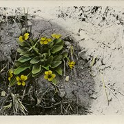 Cover image of Yellow Violet