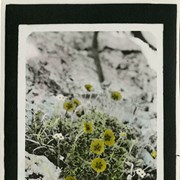 Cover image of [Hand coloured alpine flowers]