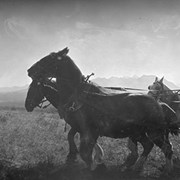 Cover image of [Wagon and horse team at Hawk's Nest]
