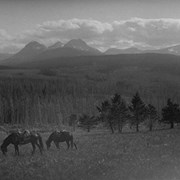 Cover image of [Pack horses in grasslands]