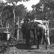 Cover image of [Horse being packed]