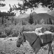 Cover image of [Pack horse on a trail]