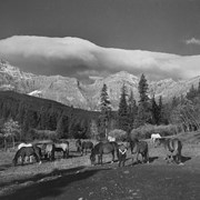 Cover image of [Horses and person near Hidden Creek]