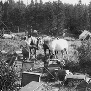 Cover image of [Dora Riggall with horses in camp]