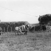 Cover image of Haying, 1912, Dora Dirving team, pulling hay onto stack from rack