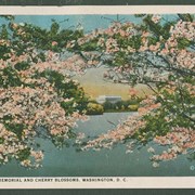 Cover image of "Lincoln Memorial and Cherry Blossoms, Washington, D.C."