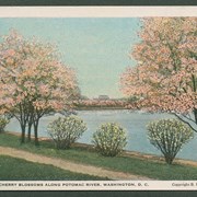 Cover image of "Japanese cherry blossoms along Potomac River, Washington, D.C."