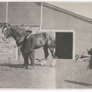 Cover image of Prize horse, Lumsden, Sask. ? Russell and Pete