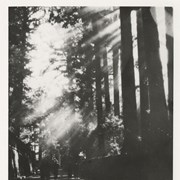 Cover image of Light rays through the Cryptemeria trees at Nikko, Japan