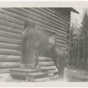 Cover image of Arabian horse at Pearl Moore's - Elva Simmons horse 1923