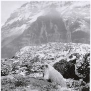 Cover image of Marmot