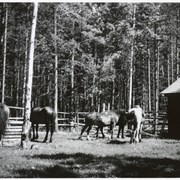 Cover image of Horses in corral
