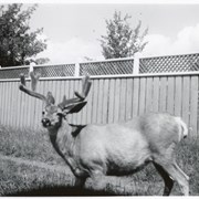 Cover image of Deer