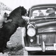 Cover image of Black bear with car