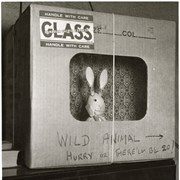Cover image of Toy rabbit in a box