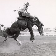 Cover image of Rodeo