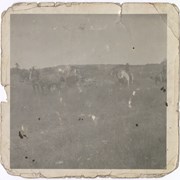 Cover image of Horses in field