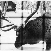 Cover image of [Elk looking in window]