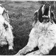 Cover image of [Two dogs]