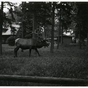 Cover image of [Bull elk]