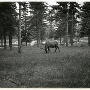 Cover image of [Bull elk]