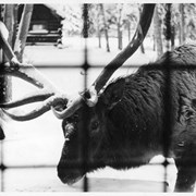 Cover image of [Elk]