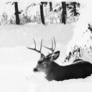 Cover image of [Mule deer]