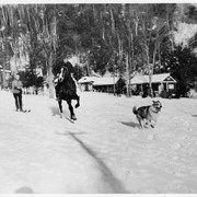 Cover image of Ski-joring at St. Marguerite P.Q.