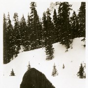 Cover image of Ike Mills' sled dog