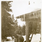Cover image of Ike Mills' sled dogs